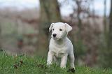 JACK RUSSEL 267